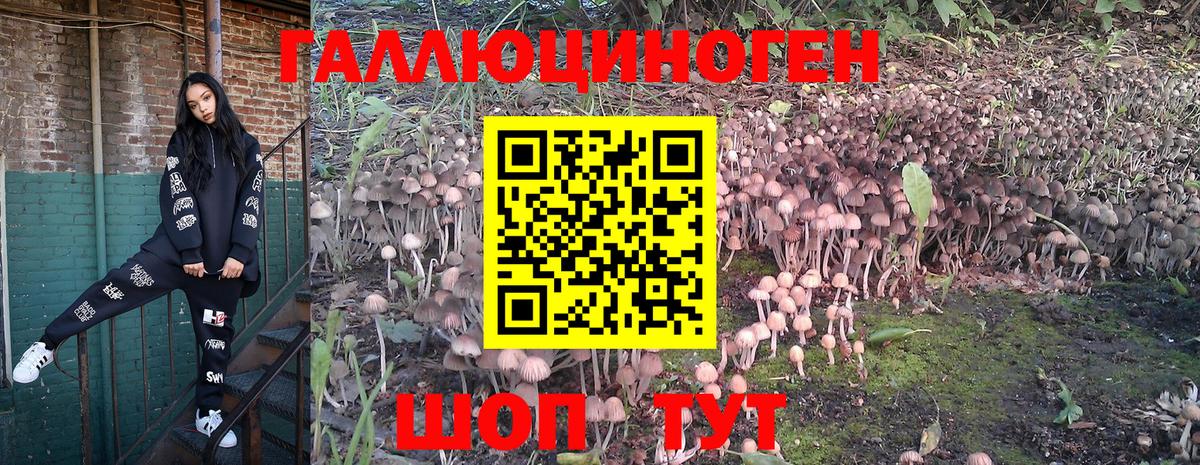 Псилоцибиновые грибы GOLDEN TEACHER Гусев